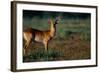 Lechwe at Sunrise-Paul Souders-Framed Photographic Print