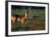 Lechwe at Sunrise-Paul Souders-Framed Photographic Print