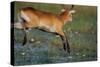 Lechwe Leaping Through Marsh-Paul Souders-Stretched Canvas