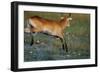 Lechwe Leaping Through Marsh-Paul Souders-Framed Photographic Print