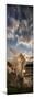 Ledge Geyser Yellowstone N P-Steve Gadomski-Mounted Photographic Print