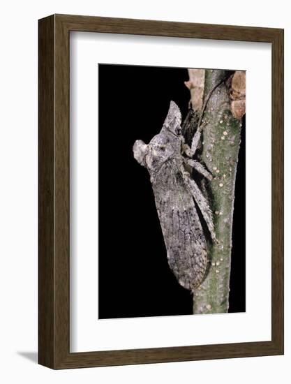 Ledra Aurita (Eared Leaf-Hopper)-Paul Starosta-Framed Photographic Print