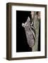 Ledra Aurita (Eared Leaf-Hopper)-Paul Starosta-Framed Photographic Print