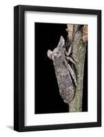 Ledra Aurita (Eared Leaf-Hopper)-Paul Starosta-Framed Photographic Print