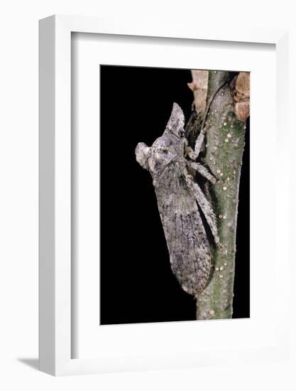 Ledra Aurita (Eared Leaf-Hopper)-Paul Starosta-Framed Photographic Print