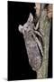 Ledra Aurita (Eared Leaf-Hopper)-Paul Starosta-Mounted Photographic Print