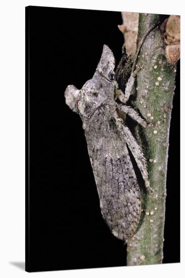 Ledra Aurita (Eared Leaf-Hopper)-Paul Starosta-Stretched Canvas