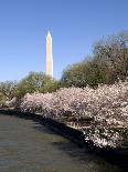 Cherry Blossom Festival, Washington DC, USA, District of Columbia-Lee Foster-Photographic Print