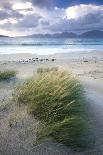 Beach at Luskentyre with Dune Grasses Blowing-Lee Frost-Photographic Print