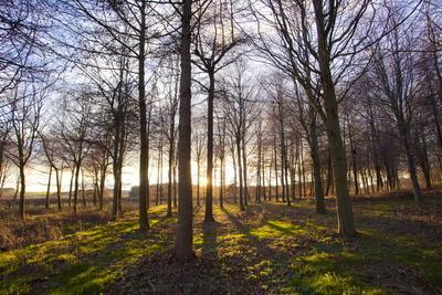 Winter woodland backlit by the late afternoon sun, Longhoughton