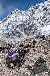 Yaks and herders on a trail to Everest Base Camp.-Lee Klopfer-Photographic Print