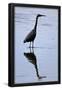 Essential Black