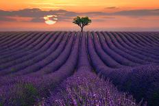 For the Love of Lavender-Lee Sie-Photographic Print