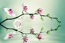 Laminate