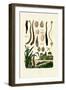 Leech, 1833-39-null-Framed Giclee Print