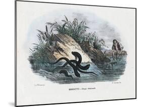 Leeches, 1863-79-Raimundo Petraroja-Mounted Giclee Print