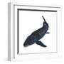 Leedsichthys, an Extinct Bony Fish from the Mesozoic Era-null-Framed Art Print