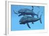 Leedsichthys Fish About to Swallow an Ichthyosaurus Marine Reptile-null-Framed Art Print