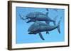 Leedsichthys Fish About to Swallow an Ichthyosaurus Marine Reptile-null-Framed Art Print