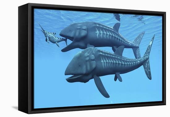 Leedsichthys Fish About to Swallow an Ichthyosaurus Marine Reptile-null-Framed Stretched Canvas