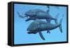Leedsichthys Fish About to Swallow an Ichthyosaurus Marine Reptile-null-Framed Stretched Canvas