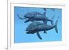 Leedsichthys Fish About to Swallow an Ichthyosaurus Marine Reptile-null-Framed Art Print