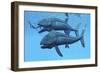 Leedsichthys Fish About to Swallow an Ichthyosaurus Marine Reptile-null-Framed Art Print