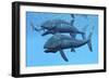 Leedsichthys Fish About to Swallow an Ichthyosaurus Marine Reptile-null-Framed Art Print