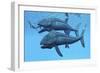 Leedsichthys Fish About to Swallow an Ichthyosaurus Marine Reptile-null-Framed Art Print