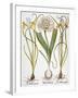 Leek And Irises, 1613-Besler Basilius-Framed Giclee Print