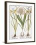 Leek And Irises, 1613-Besler Basilius-Framed Giclee Print