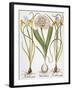 Leek And Irises, 1613-Besler Basilius-Framed Giclee Print