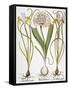 Leek And Irises, 1613-Besler Basilius-Framed Stretched Canvas