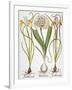 Leek And Irises, 1613-Besler Basilius-Framed Giclee Print