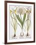 Leek And Irises, 1613-Besler Basilius-Framed Giclee Print