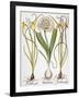 Leek And Irises, 1613-Besler Basilius-Framed Giclee Print