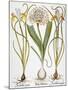 Leek And Irises, 1613-Besler Basilius-Mounted Giclee Print