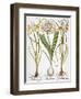 Leek And Irises, 1613-Besler Basilius-Framed Giclee Print