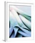 Leek Stalks-Steve Baxter-Framed Photographic Print