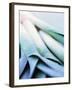 Leek Stalks-Steve Baxter-Framed Photographic Print