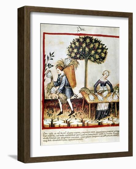 Leeks-null-Framed Giclee Print