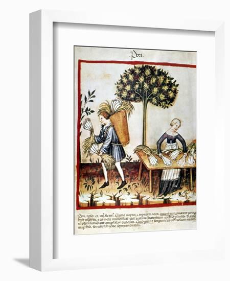 Leeks-null-Framed Giclee Print