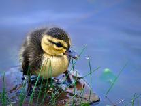 Newborn Duckling-Leena Robinson-Photographic Print