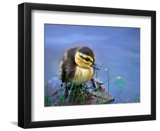 Photographic Print, , large
