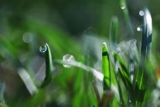 Dew Drops I-Leesa White-Photographic Print