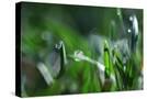 Stretched Canvas