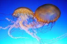 Chrysaora Fuscescens Jellyfish-LeeYiuTung-Photographic Print