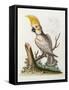 Lefser Cockatoo. from  'A Natural History of Uncommon Birds, and of Some Other Rare and…-George Edwards-Framed Stretched Canvas