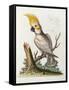 Lefser Cockatoo. from  'A Natural History of Uncommon Birds, and of Some Other Rare and…-George Edwards-Framed Stretched Canvas