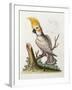 Lefser Cockatoo. from  'A Natural History of Uncommon Birds, and of Some Other Rare and…-George Edwards-Framed Giclee Print